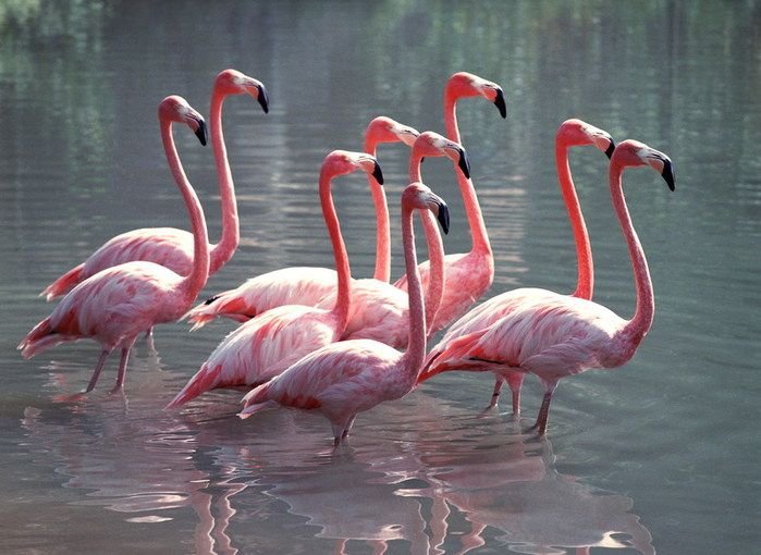 Портфель NFT FlamingoDAO теперь стоит 1 миллиард долларов США