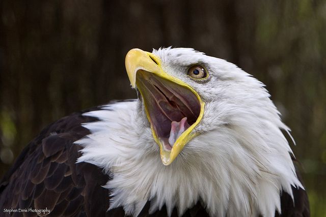Проект Ethereum Eagle (EGL) может преодолеть разрыв между майнерами и пользователями