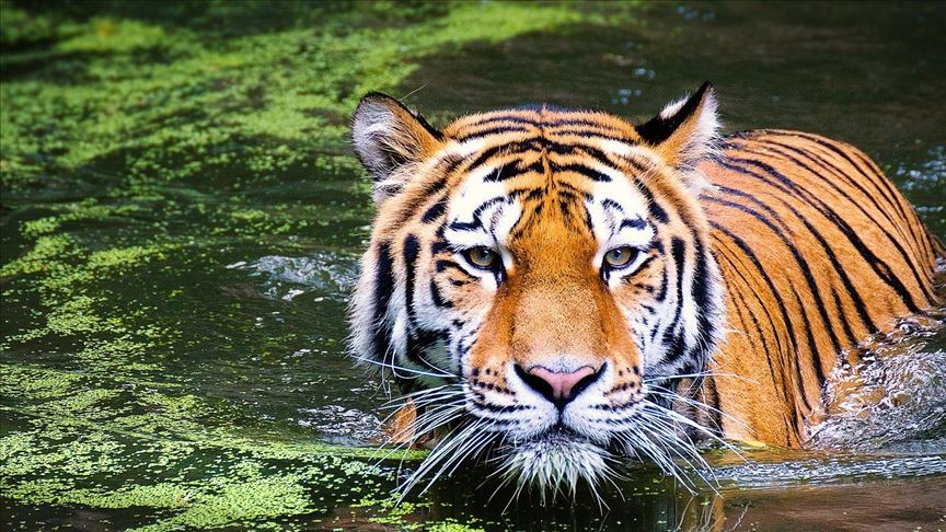 Принадлежащее Funfair Technologies казино KingTiger в настоящее время ищет новые решения