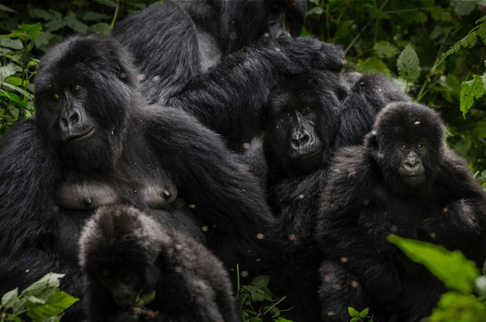 Майнинг BTC спас старейший национальный парк Африки от банкротства