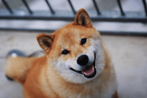 Последнее заявление Илона Маска повлияло на цену неизвестного токена