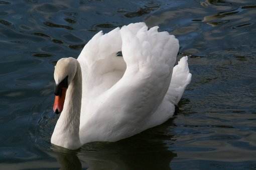 Swan Bitcoin переходит в TradFi с платформой для финансовых консультантов