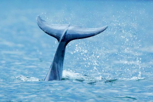 Самый ранний инвестор Coinbase начинает снова собирать Ethereum, присоединяясь к китам. Ждём ралли?