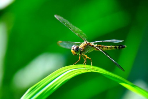 5 "нерешенных проблем" криптовалюты по словам Хасиба Куреши из Dragonfly