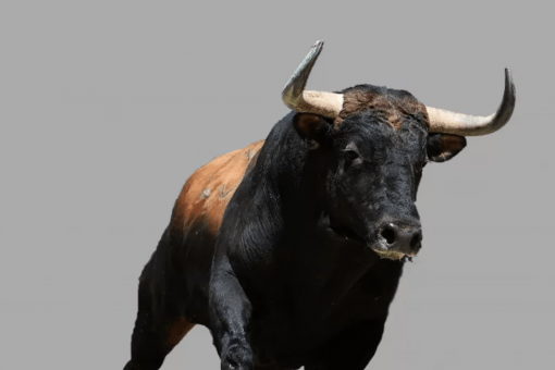 Индикатор Puell Multiple сигнализирует о скором бычьем тренд ВТС 