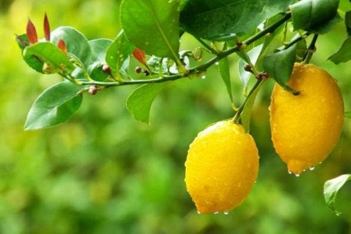 Аргентинская биржа Lemon Cash расширяется до Бразилии на фоне криптобума