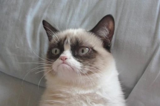 Кот портит узел биткоина во время обвала цен "грязным протестом"