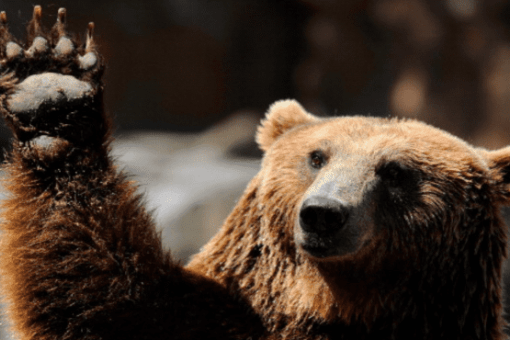 Рынок опционов предупреждает: падение цен на биткоины может стать медвежьей ловушкой