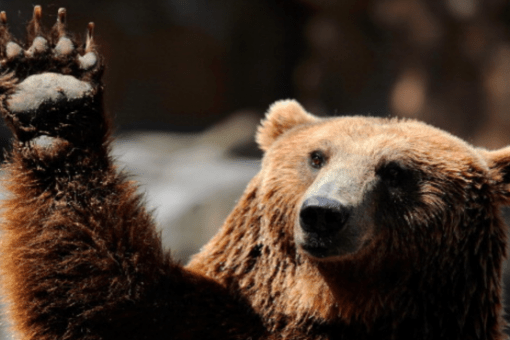 Аналитики считают, что медвежий рынок ВТС приближается к концу