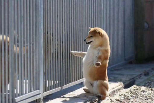 Shiba Inu становится официальной валютой для покупки земли в метавселенной SHIB