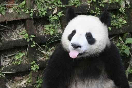 Вредоносное ПО «Panda» нацелено на криптокошельки и аккаунты Telegram