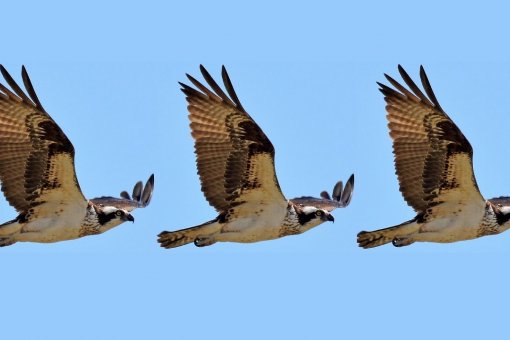 Osprey Funds подает заявку на регистрацию своего Osprey Bitcoin Trust