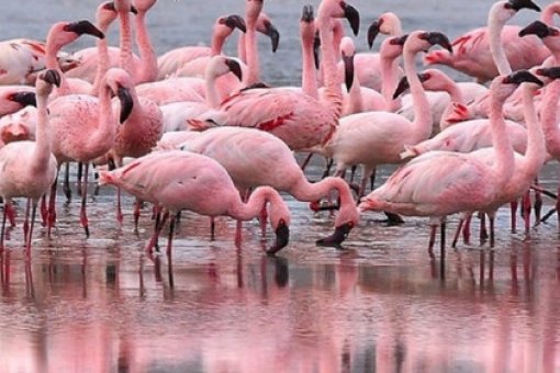 Flamingo (FLM) TVL растет, поскольку газовые решения Ethereum остаются под вопросом