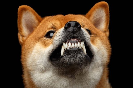 DEX ShibaSwap превышает 1 млрд долларов TVL через 24 часа после запуска