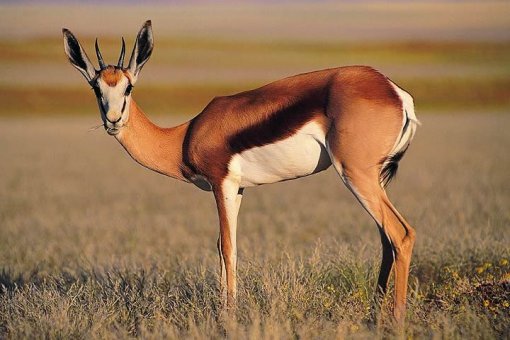 Токен EOS теперь самая горячая криптовалюта после перехода на Antelope