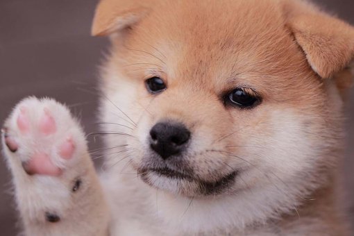 Baby Doge теряет более 40%, несмотря на дебют на NASCAR