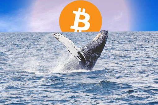 Рынки криптовалют наводнили биткоин-киты: аналитики предупреждают о возможном откате