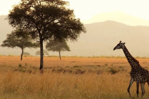 Эксперты верят в глобальное внедрение криптовалюты в Африке