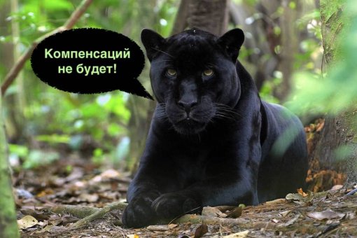 Pantera Capital выступила против выплаты компенсаций пострадавшим пользователям Compound