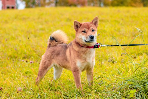 Цена SHIB рискует упасть на 50%, несмотря на листинг Robinhood