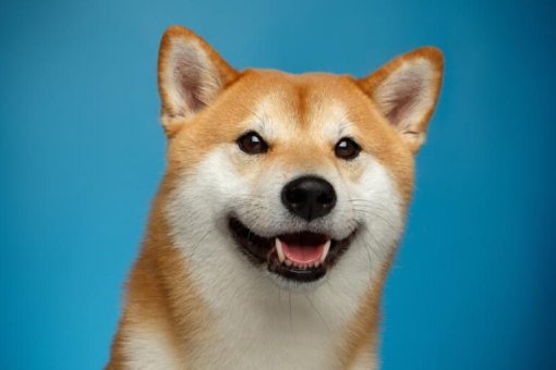 BitGo выпускает обернутую версию Dogecoin: wDOGE