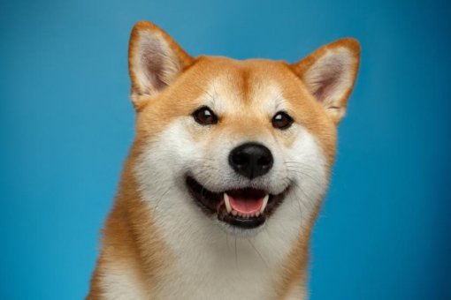 Похоже, что только киты заинтересованы в DOGE