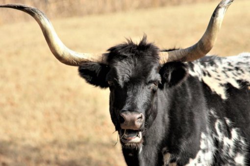 Один из важнейших макропоказателей биткоина только что сформировал бычий прорыв