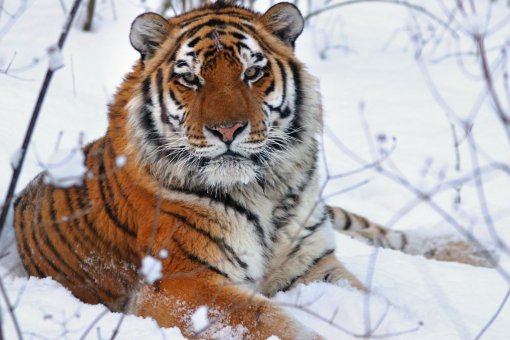 Endangered Tigers NFT стремится помочь большим кошкам, жертвуя на благотворительность
