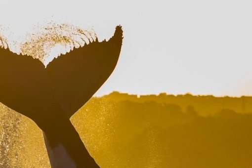 Кит Bitfinex: «Все успехи альткоинов в конечном итоге принесут пользу биткоину»