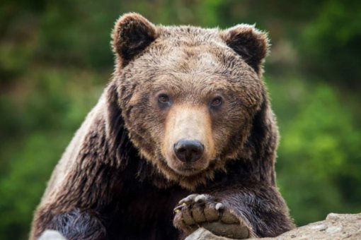 Биткоин упадет ниже 5,000 долларов в ближайшие дни, и всё из-за медведей 