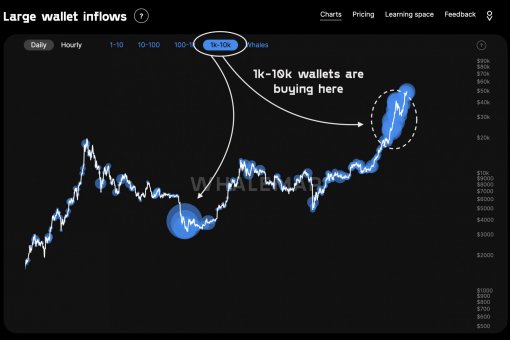 Джозеф Янг: «Рост Биткойна более устойчив, чем предыдущие циклы бычьего рынка»