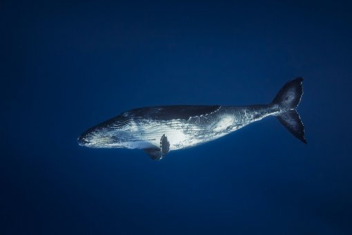 Заработать на криптовалюте реально: на росте курсов «киты» увеличили свои активы на 30% 