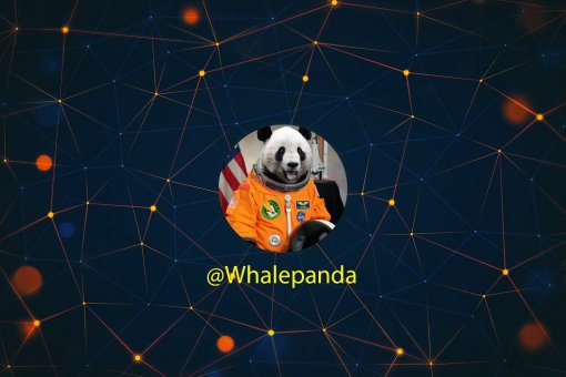WhalePanda призывает не вступать в криптоторговлю неопытных трейдеров
