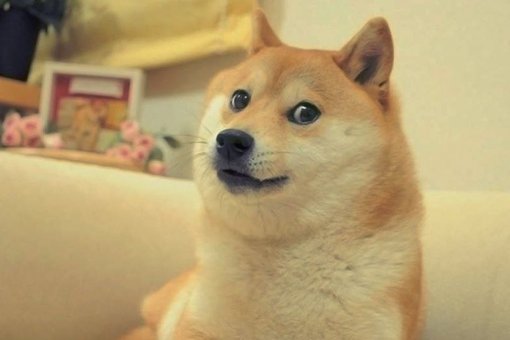Кабосу, позируя для камеры, стал лицом знаменитого Dogecoin