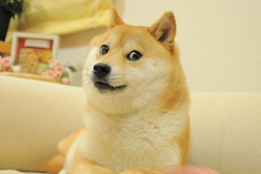 Оригинальное изображение Doge, с которого все началось.