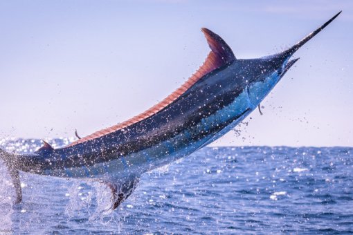 BMarlin (POND) будет включен в Binance Innovation Zone