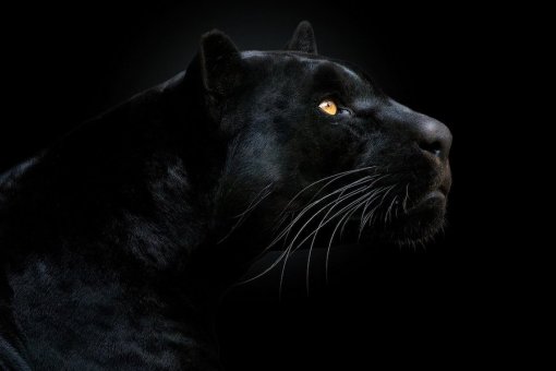Panther привлекает 22 миллиона долларов в 1,5-часовой публичной продаже