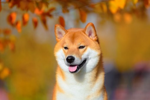 Shiba Inu планирует запустить стейблкоин, бонусный токен и игру для метавселенной