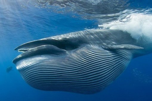 Цена BTC превышает 10-дневные максимумы, так как биткоин-киты активизировались