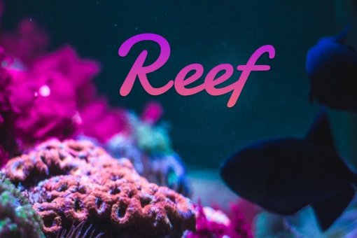 Reef Finance дебютирует в качестве первого проекта Polkadot на Binance Launchpool