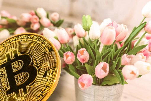 Флорист из Австралии против криптобиржи Binance: битва за доменные имена 