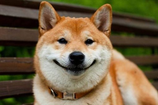 Экосистема мем-токенов страдает после того, как DOGE и SHIB потеряли миллиарды