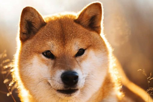 Shiba Inu (SHIB) может вырасти на 50% из-за бычьей настройки