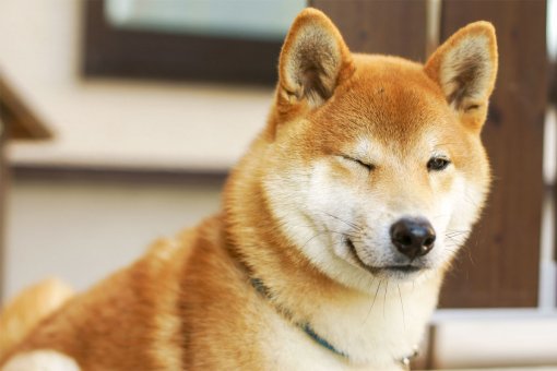 Какое будущее ждет DOGE? Неужели мем-монета может стать чем-то большим?