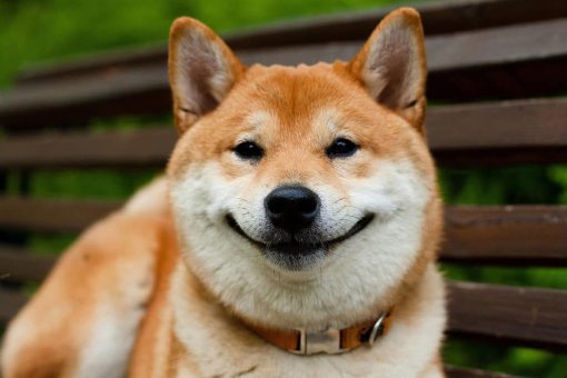 Соучредитель WazirX: SHIB и DOGE идеальные монеты для того, чтобы набраться опыта торговли