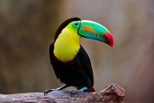 Протоколы криптоуглеродного кредитования Toucan и Verra стремятся к улучшениям