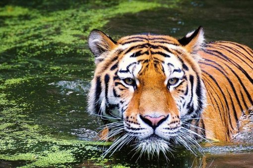 Принадлежащее Funfair Technologies казино KingTiger в настоящее время ищет новые решения