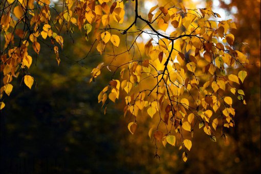 Почему этот эксперт ожидает, что ноябрь станет решающим месяцем для цены биткоина?