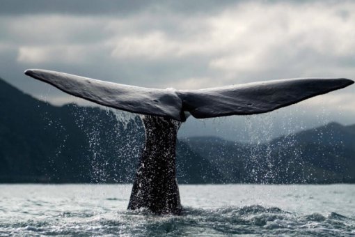 Зачем киты накапливают биткоины после краха понедельника?