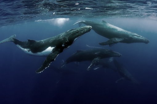 Потрачено 1000 BTC 2010 года - кто перемещает биткойны десятилетней давности?